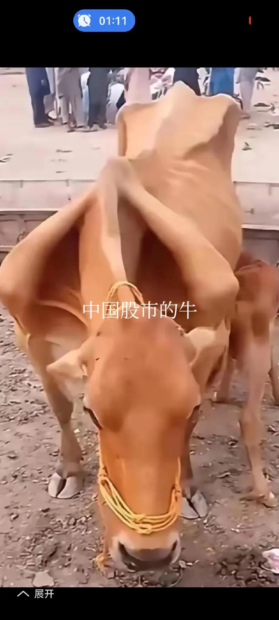 中国股市里的牛，实在在股市里熬不住了，终于冲破层层乌云，决定自力更生，改变生活。