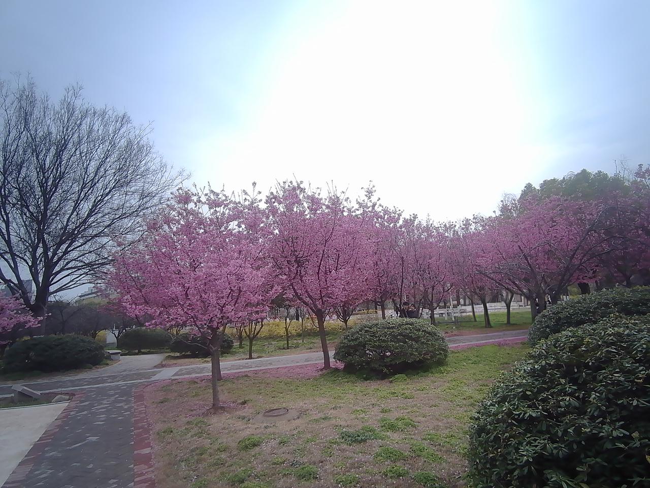 校园独步寻花·郑大新区版
 
轩园早樱花满蹊，千朵万朵压枝低。
翩跹彩蝶枝头舞，