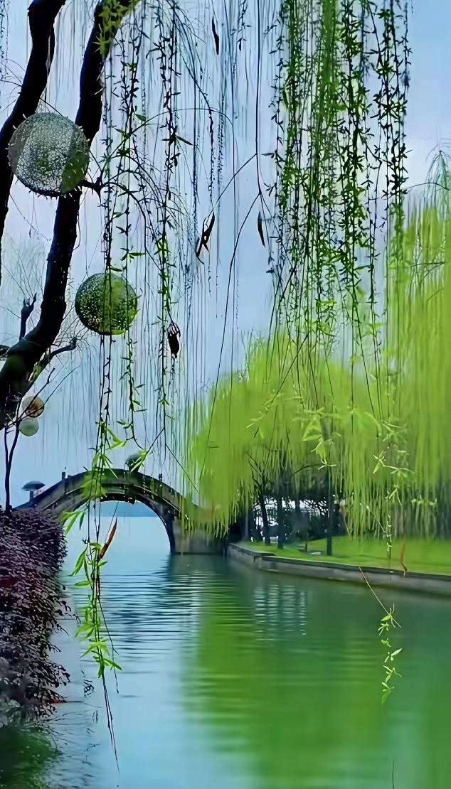 春柳
新柳初生未染妍，
柔丝何故淡如烟。
只求春意三分暖，
不惹繁华不惹喧。