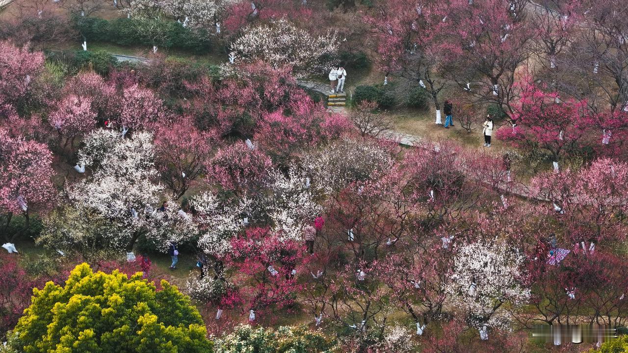 南京｜未来一周，赏梅还是来古林公园吧🌸