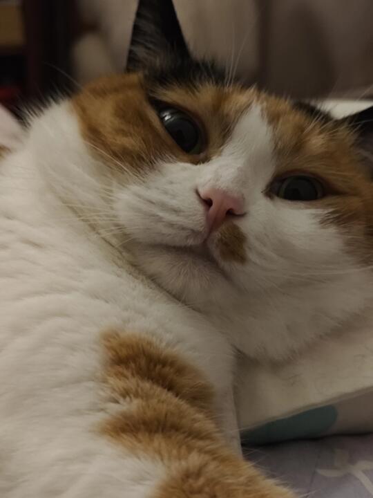 当我太晚到家并且没给猫开空调
