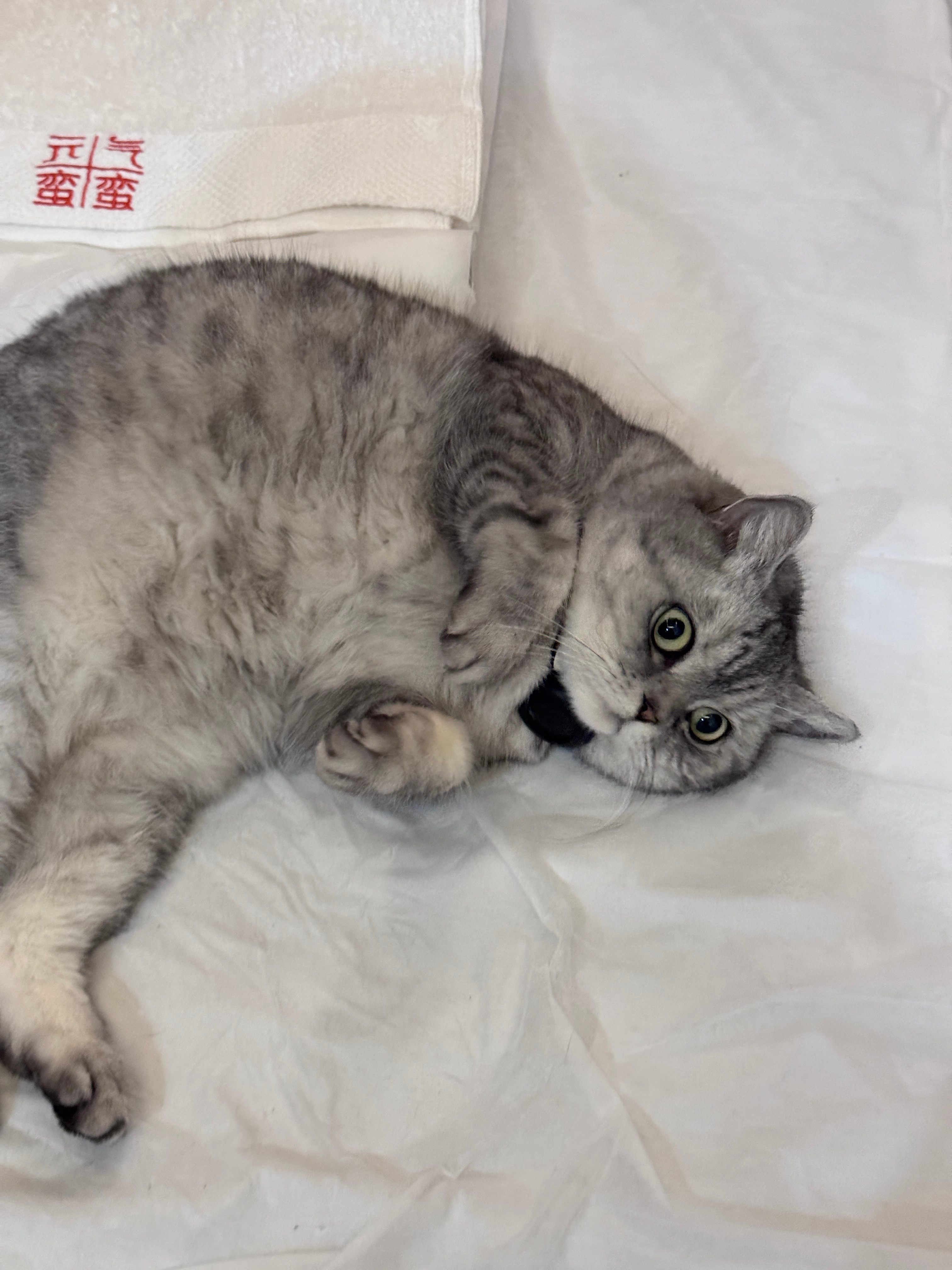 过几天又要出发啦，收拾行李🧳大家猜猜我要去哪里我的日常plog 成都