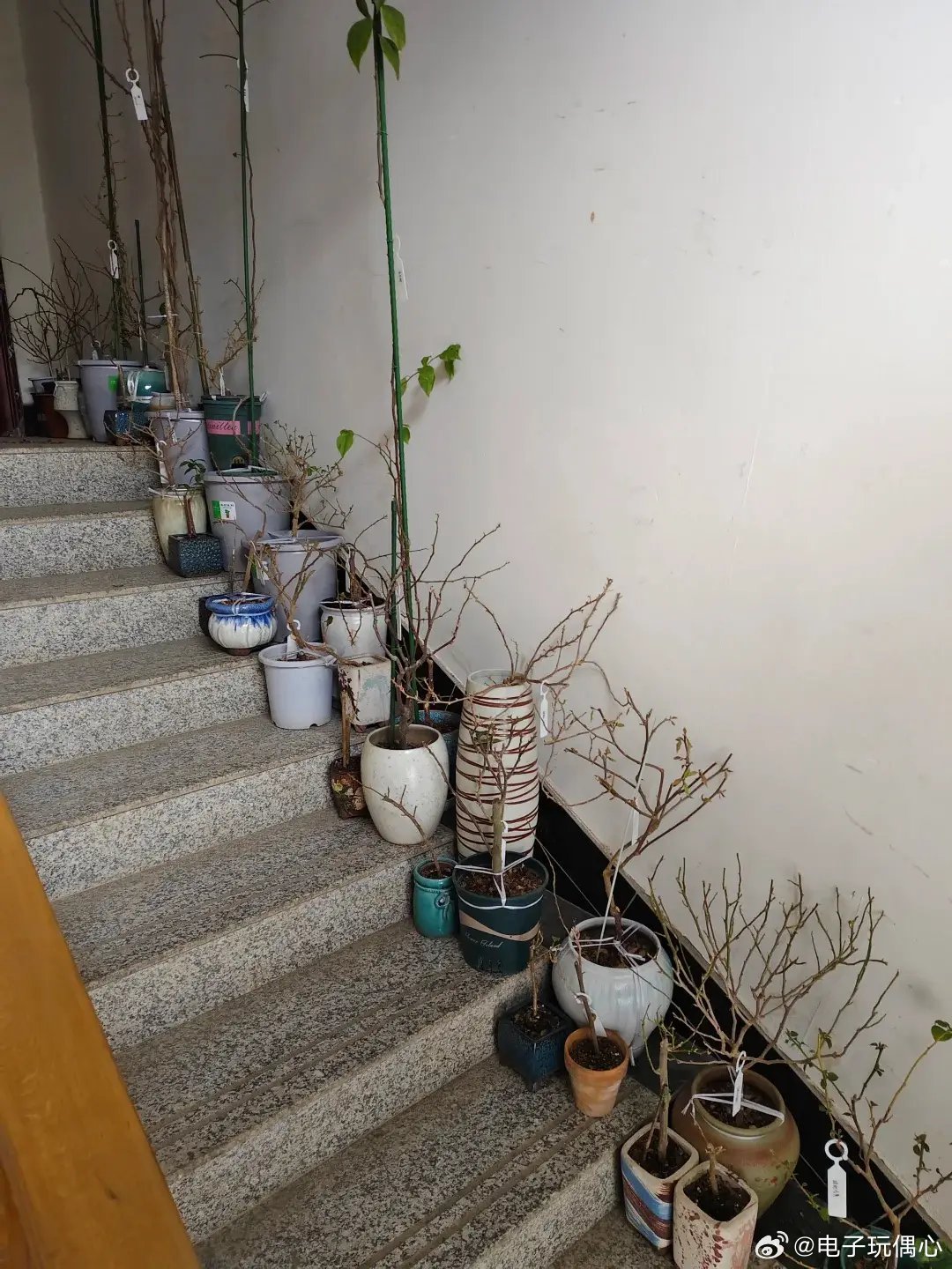 女子吐槽邻居“养了一堆棍子，还占用楼道”，网友：是你不识货~ 