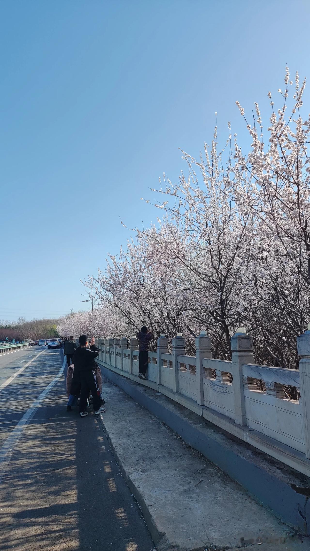 石家庄山桃花盛开