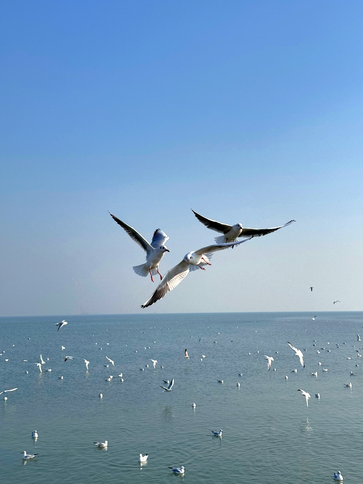 sasa的生活笔记  ｜🌊北京出发1.5h  来看西伯利亚海鸥群！不用去昆明看