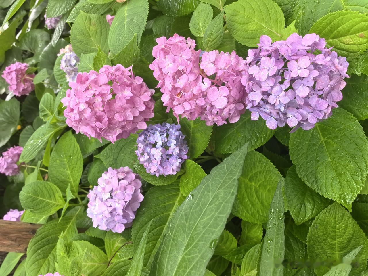 今日周一，送宝宝入幼儿园。感谢老天体贴心，虽有些闷热，但毕竟无雨，路上也是干的。