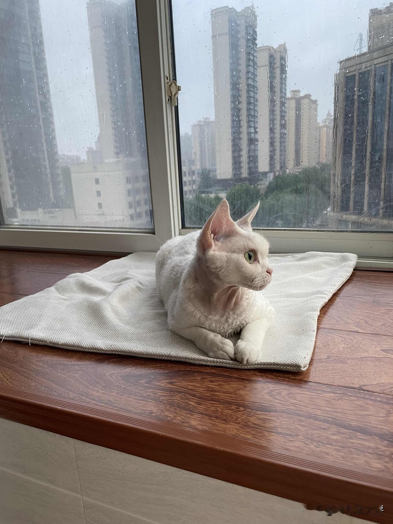 凉爽的下雨天，我家小猫咪又可以在阳台上看风景了，这舒服的小样，羡慕哦！