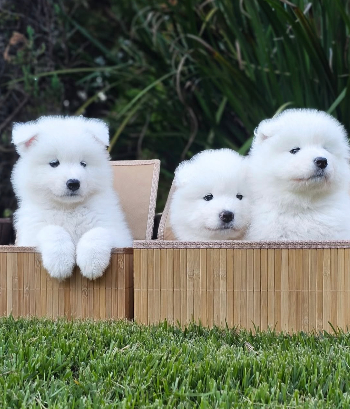 萨摩耶：呼叫汪星！呼叫汪星！我们已成功降落在四脚兽行星，希望不会遇到什么危险🙏