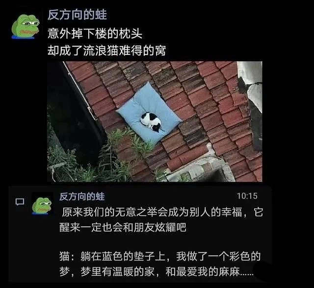 猫:我做了个梦，好像又回到原来的家了 ​​​