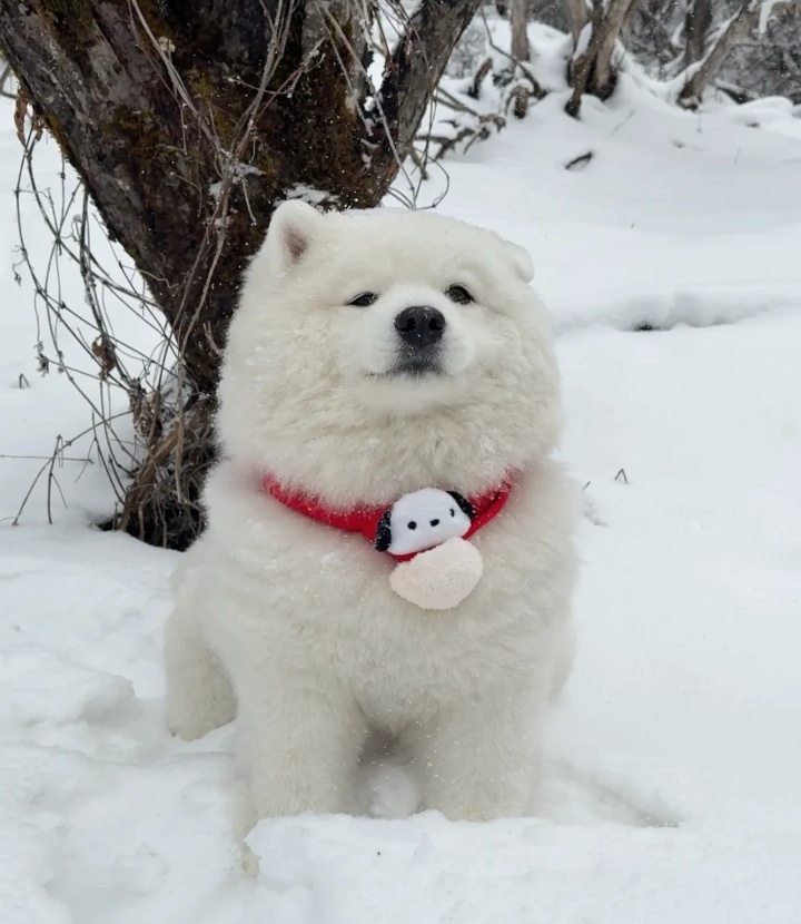 他好像知道自己很可爱耶 