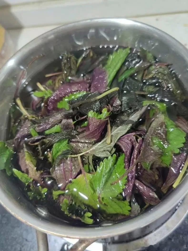 网友讲，紫苏叶可以调理身体 
