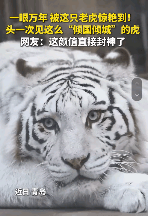 青岛动物园惊现“雪山神女”！全网千万人为这只银眸白虎疯狂，打飞跨省只为看她午睡翻
