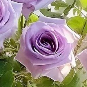 早安心语 新的一天，新的开始🌞 褪去昨日的疲惫，怀揣今日的期待，不慌不忙，不卑