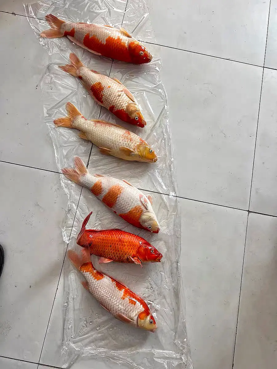 我养了你们这个久，把你们当孩子养，你们说嘎就嘎😭😭😭😭