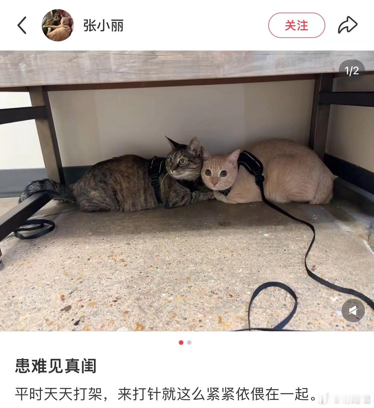 诡秘你最爱的宿敌 