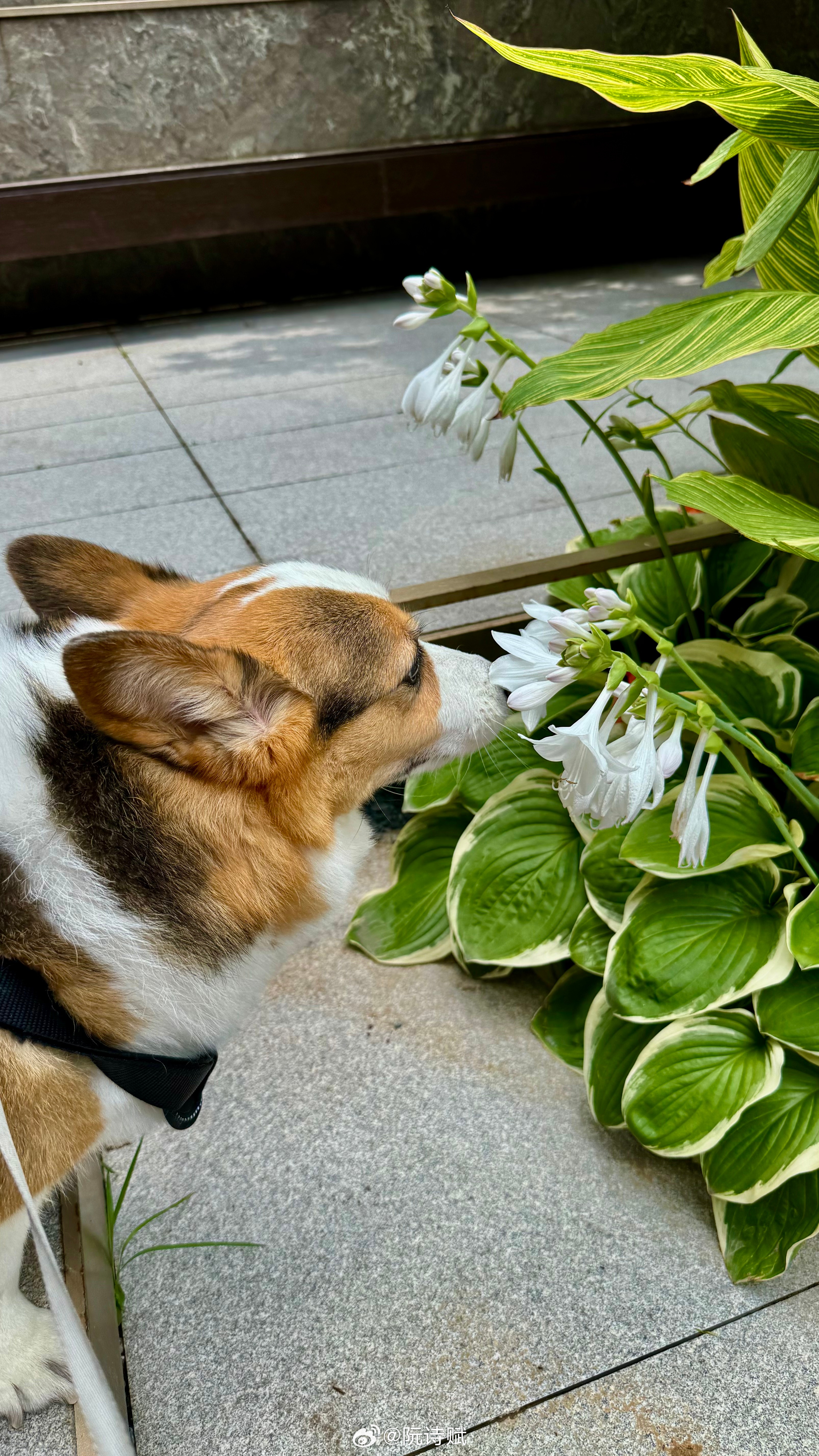今天是错过了黄昏的一天。阮诗赋的胡思乱想错过