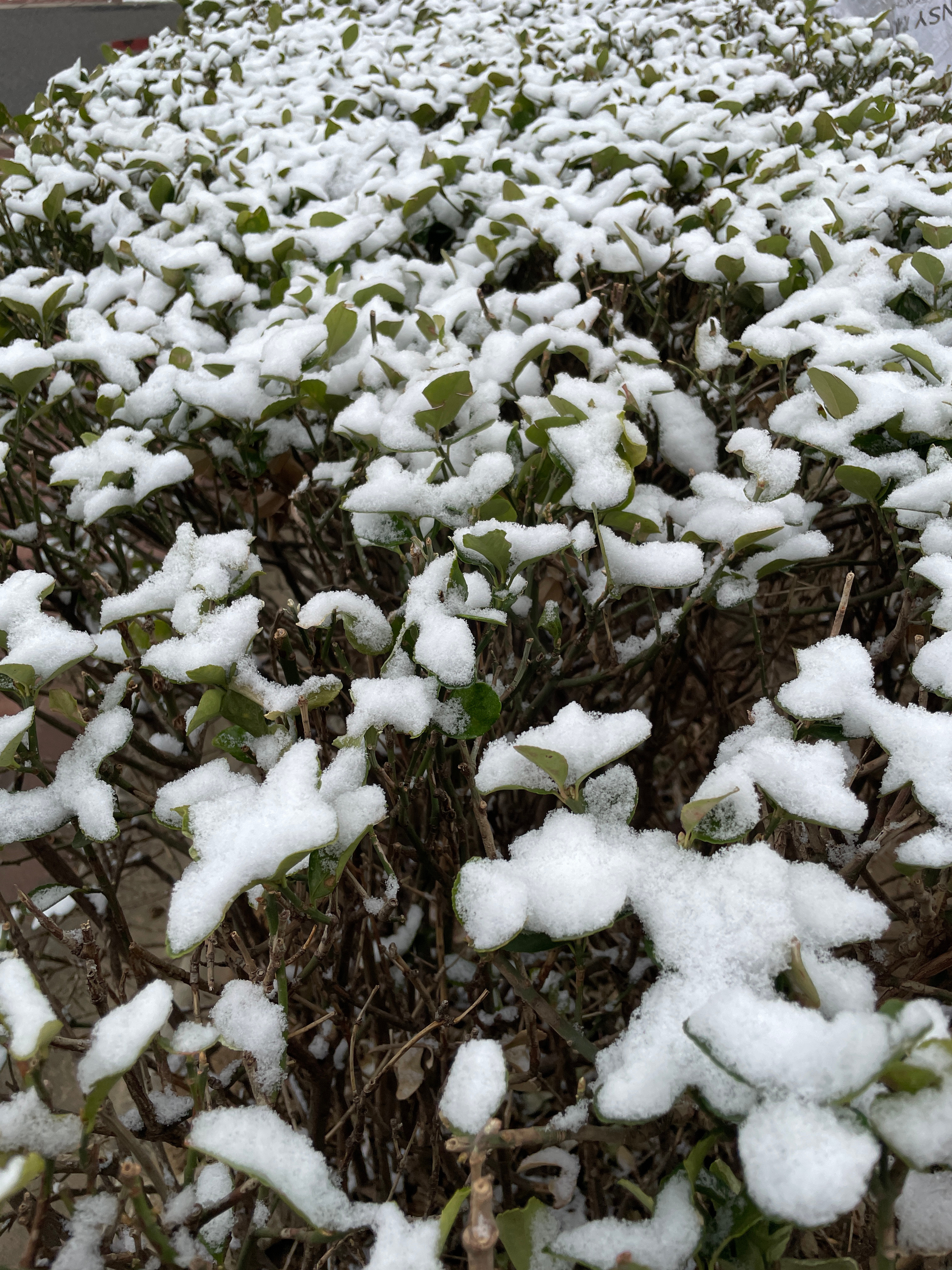 一觉睡醒，下雪🌨️了！天气好奇怪啊～冬天不是已经过去了吗？ 