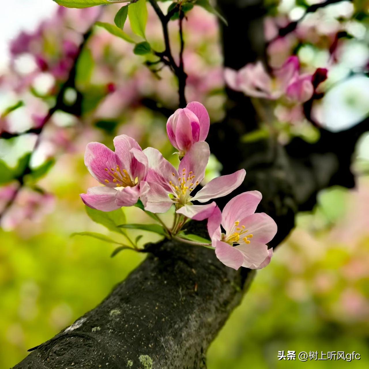 春日生活打卡季郑州帝湖赛江南
在郑州，你去过的最美的地方是哪里