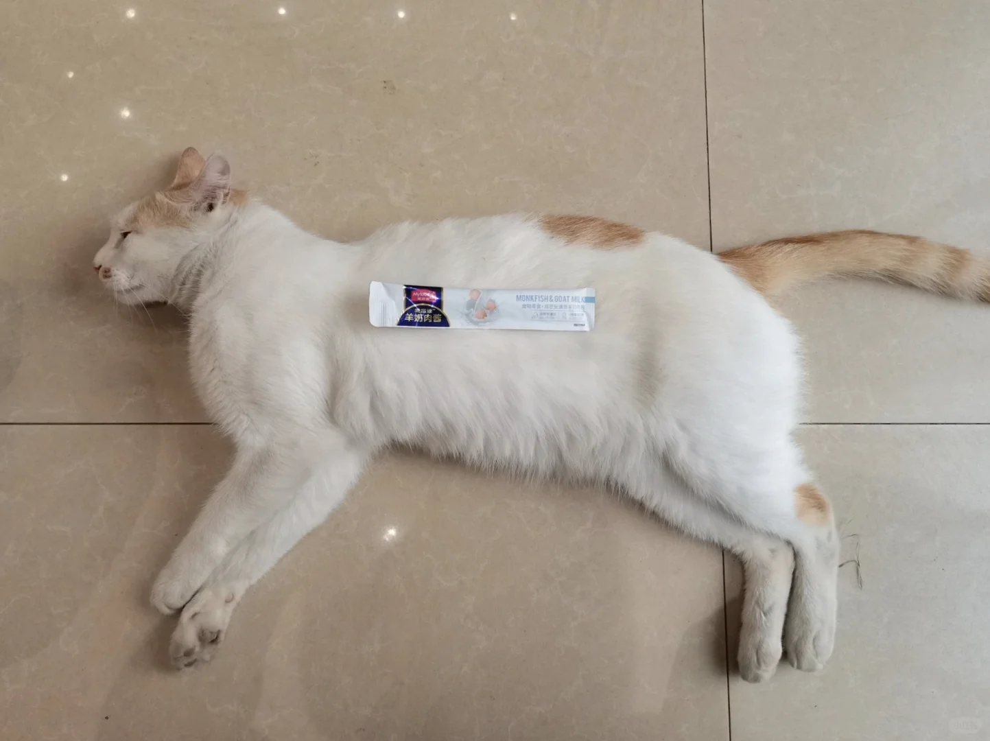 抵制猫条诱惑！从铜嗓做起