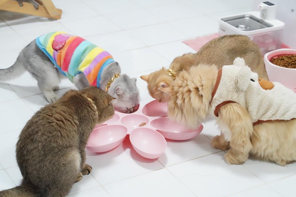 #上门喂宠成春节限定副业#【上门喂宠成为“春节限定”副业，有人日入上千，还有品牌