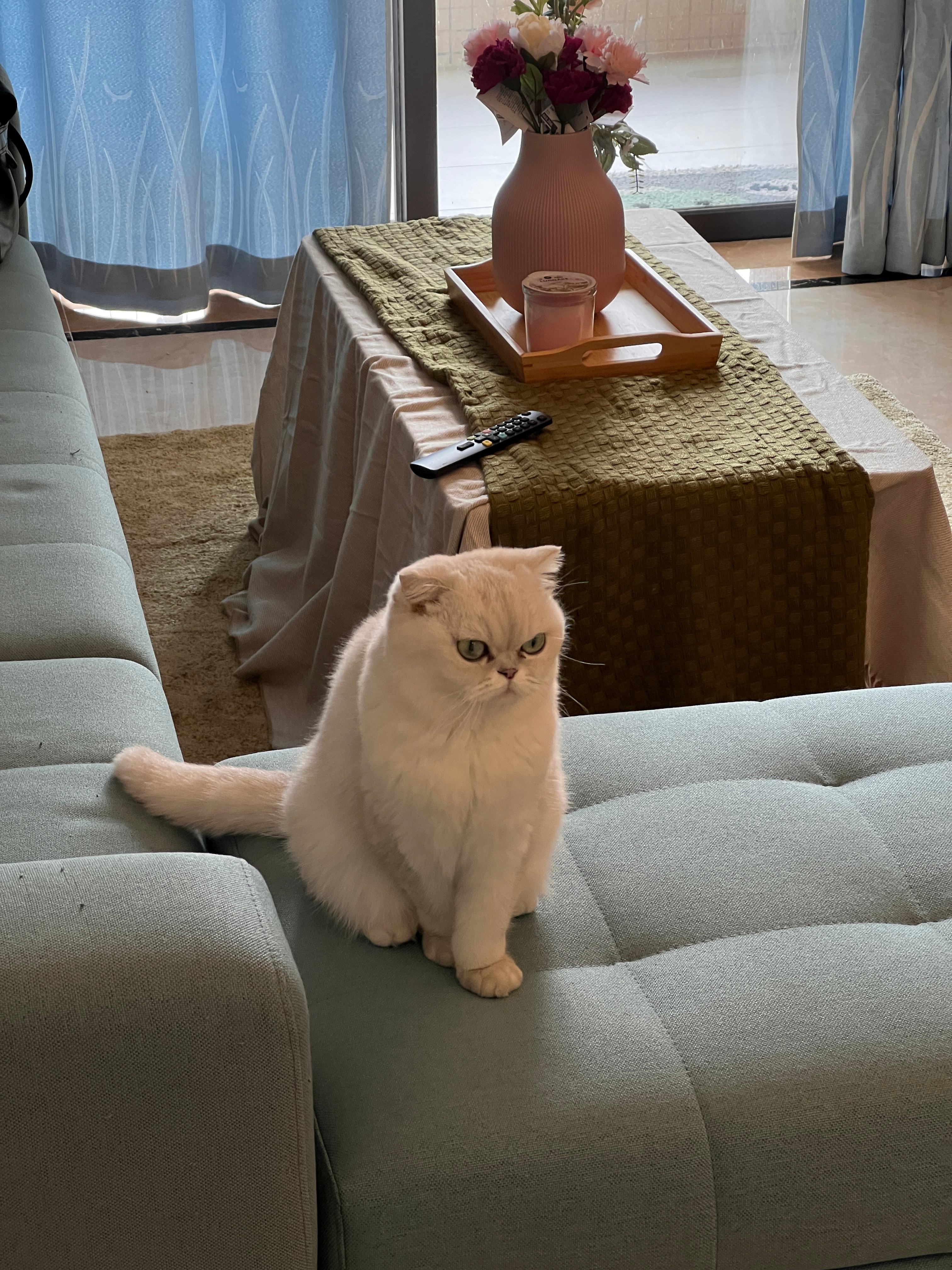 两只猫子～搬家！ ​​​
