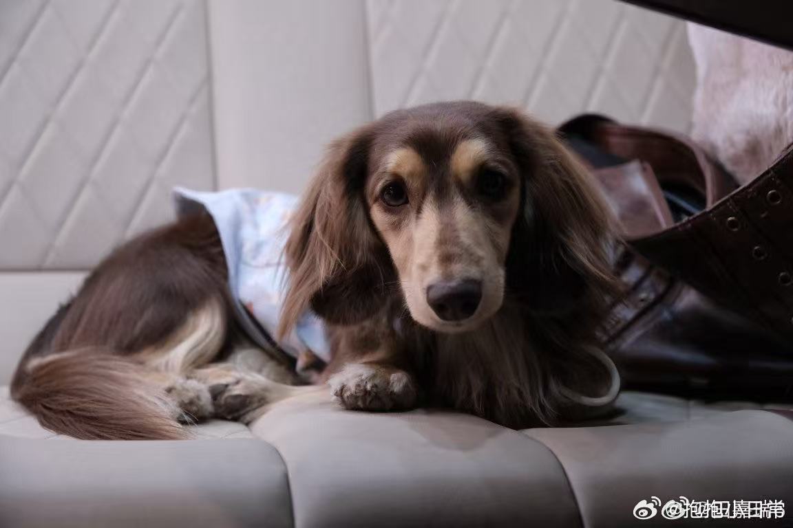 田嘉瑞说腊肠狗是心机QQ肠好可爱的外号哇！心机QQ肠萌之萌之，我们乳酪就是最可爱