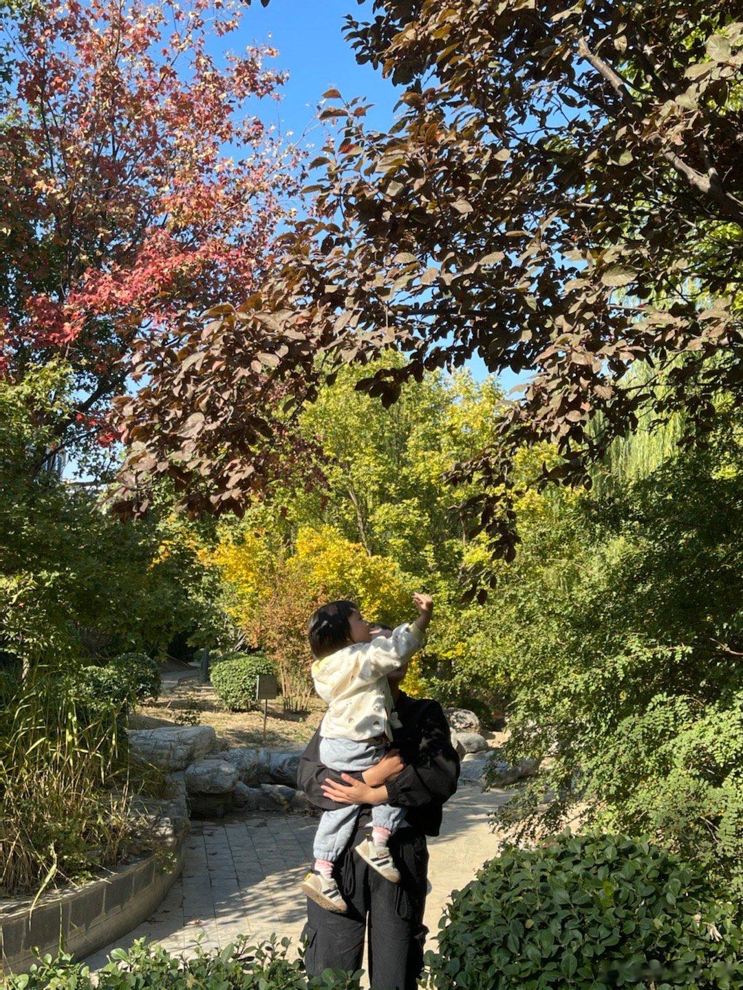 今天乔乔以前的老师过来看她，陪她玩，乔乔好开心。小区里在修剪树枝，我和乔乔捡树叶