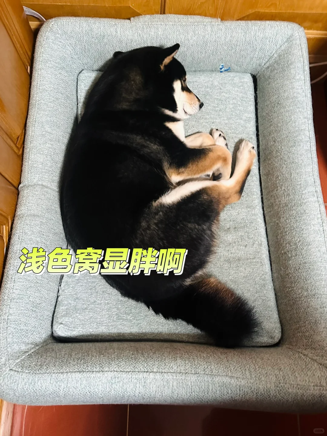 难怪都说弟弟又胖了