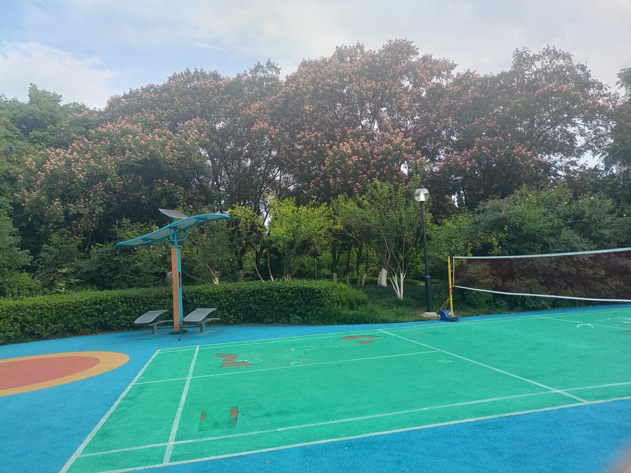 分享一张你拍的花，什么花都行