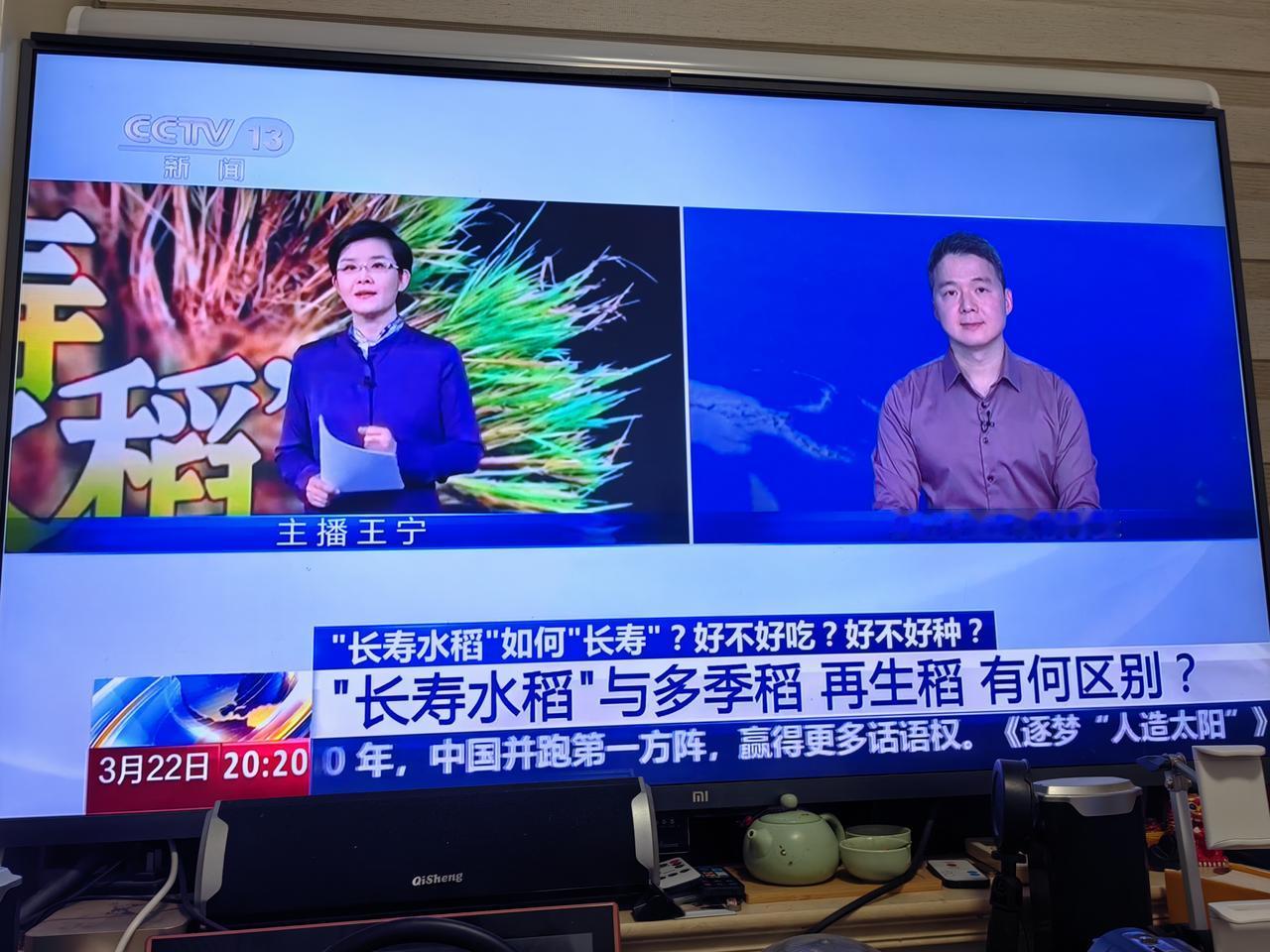 中国人类大贡献：长寿水稻！一年种，多年年！！！像种果树啊！！！水稻高产创建 长寿