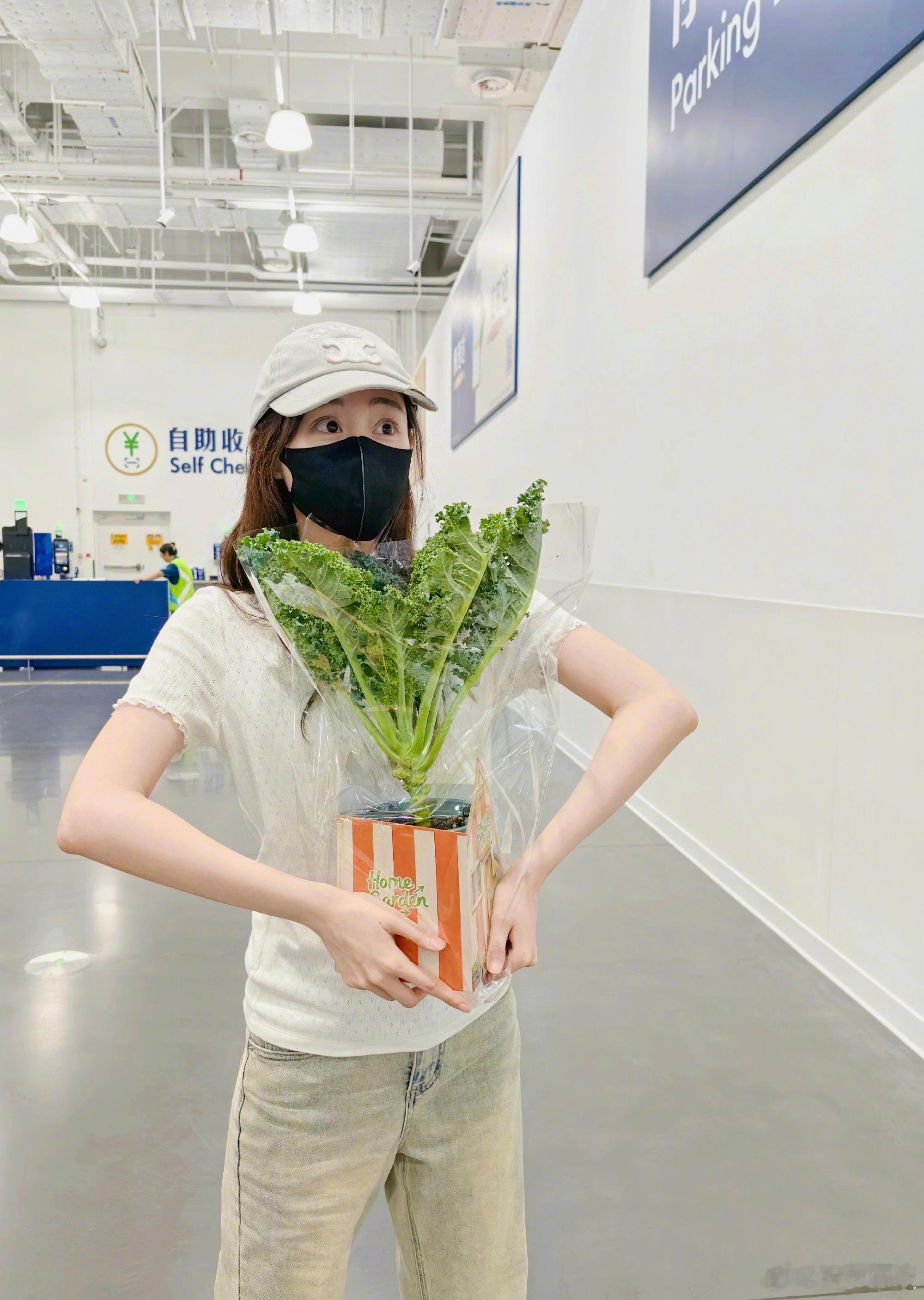 祝绪丹的盆栽是日抛型的祝绪丹盆栽还没养着就吃了 刚买的羽衣甘蓝盆栽活不过一天就被