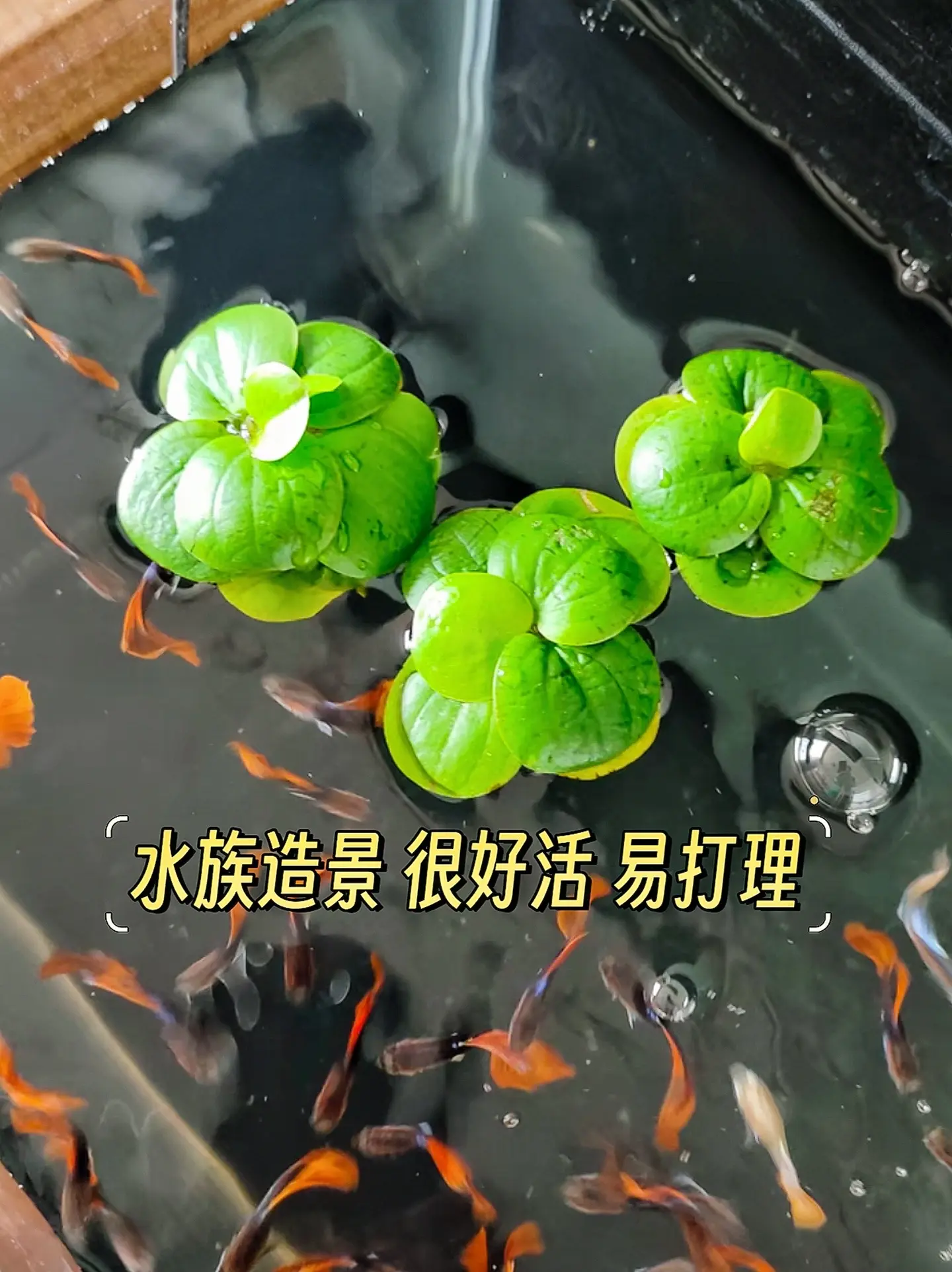 被称为鱼缸“吸尘器”净化水质 美化鱼缸 便宜好养 观赏价值高：其植株小...