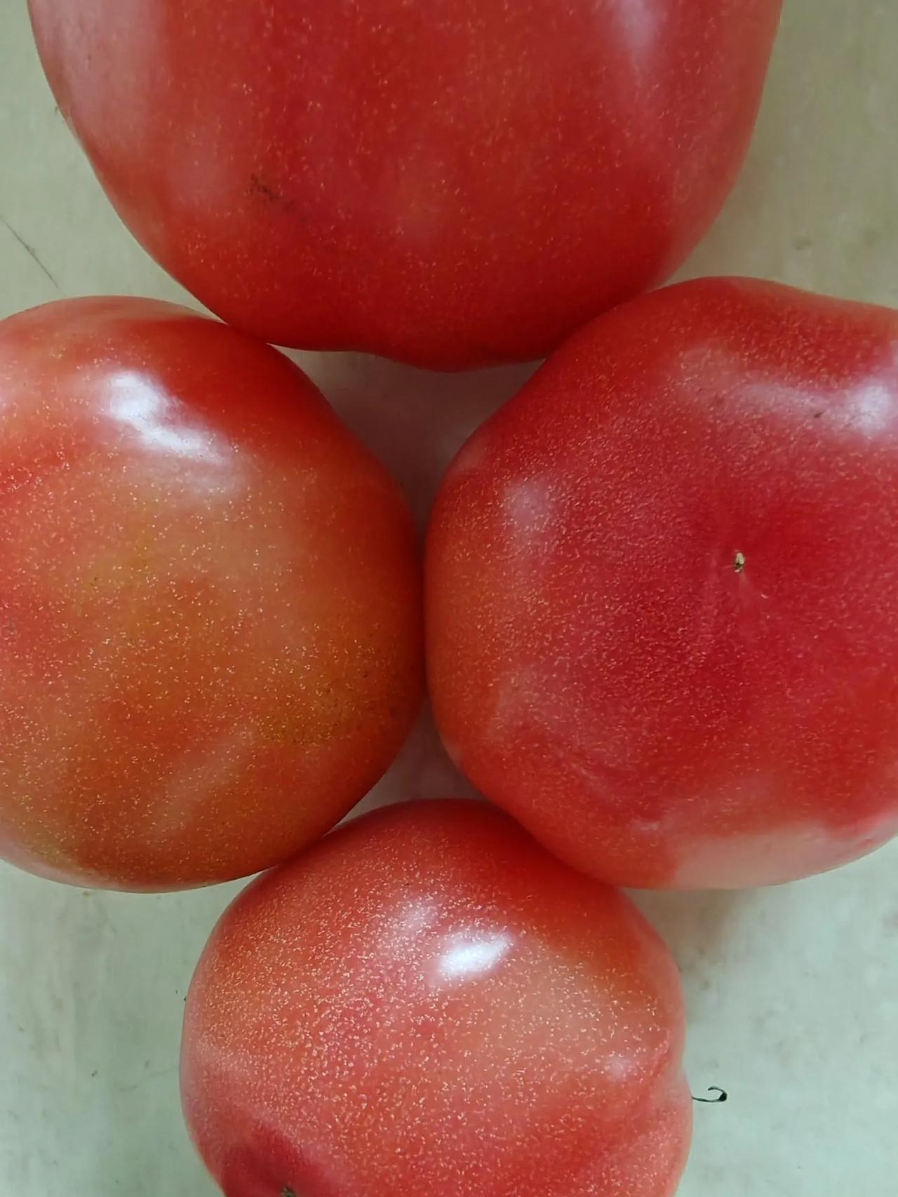 现在的西红柿🍅很贵啊，8元一斤，这4个花了10块钱。

我一般不买反季节菜，卖