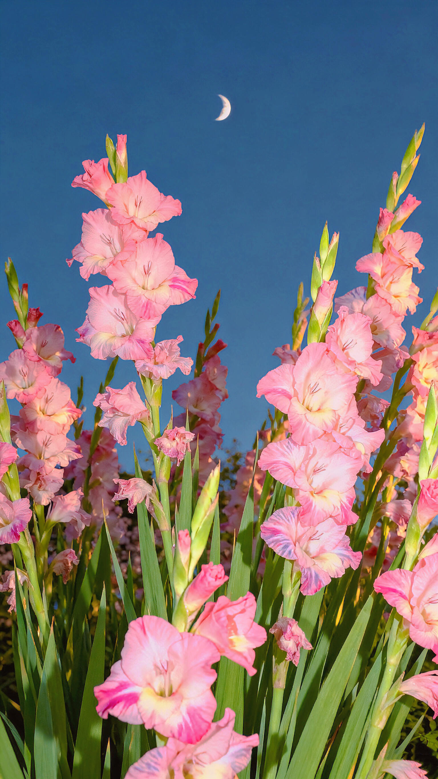 我的绽放是关于月光的独白那些匆忙的烦扰的理不清的思绪忽然都慢了下来然后悄悄沉淀 