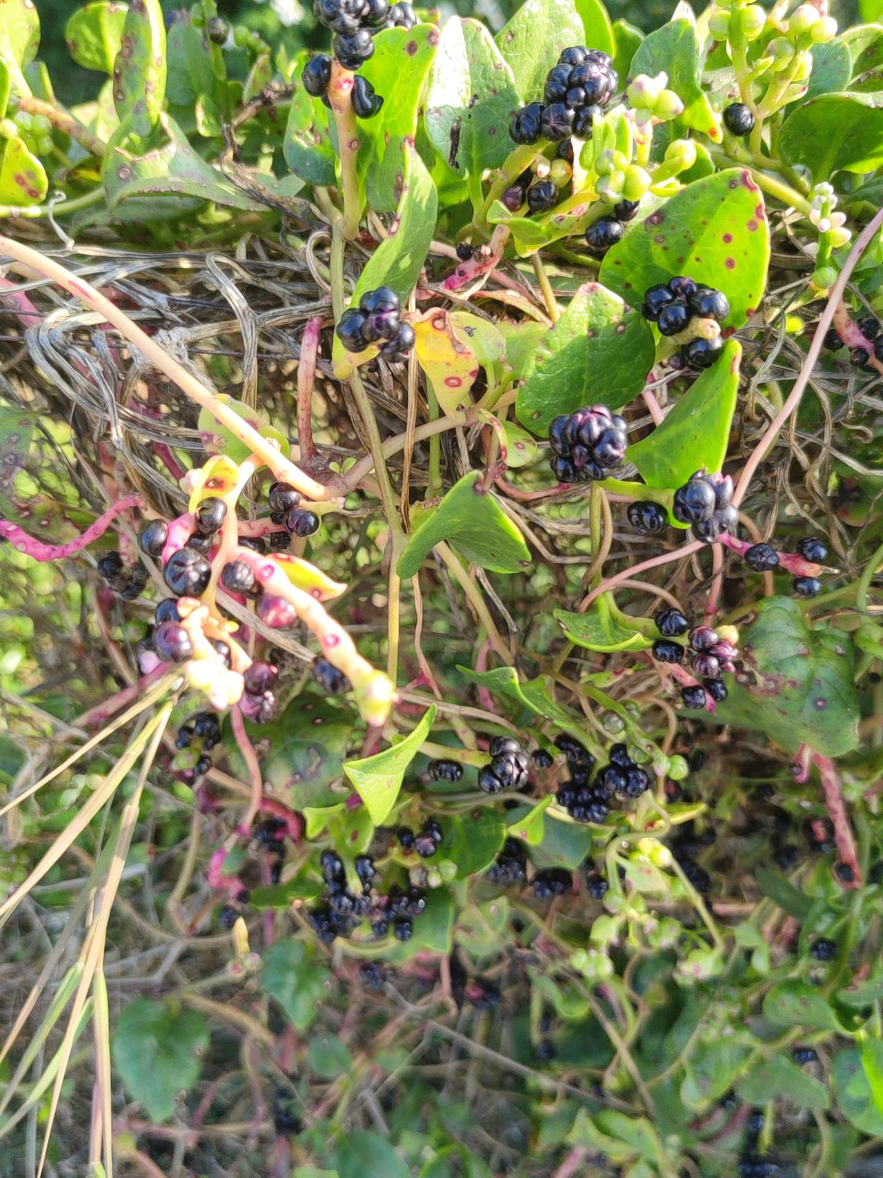 野生的黑莓，自然生长，美味又健康！