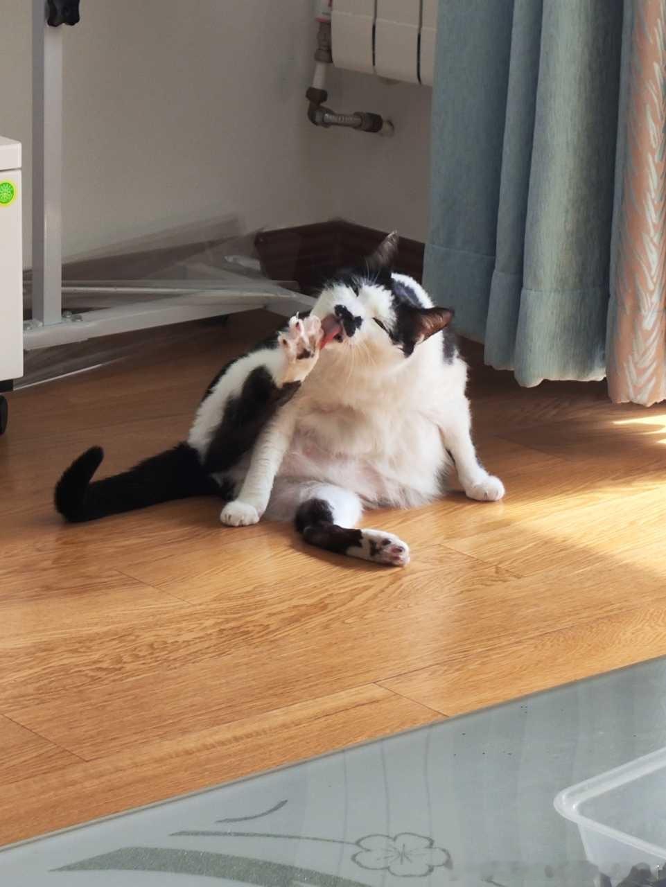 49501【丑猫】老叔按下啃臭键 