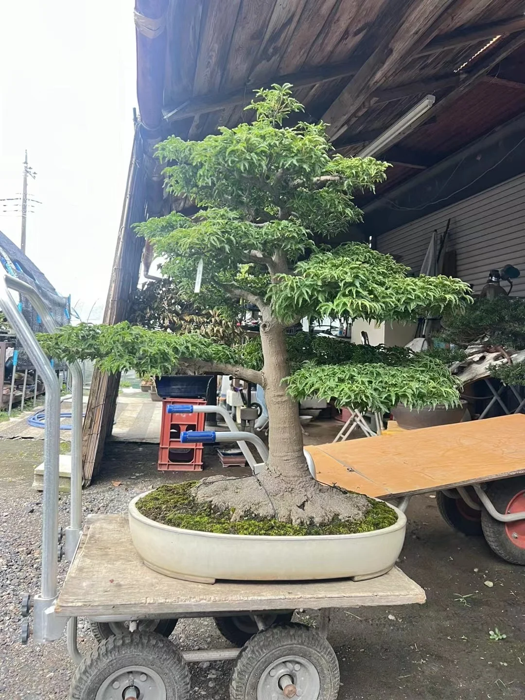 狮子头枫树