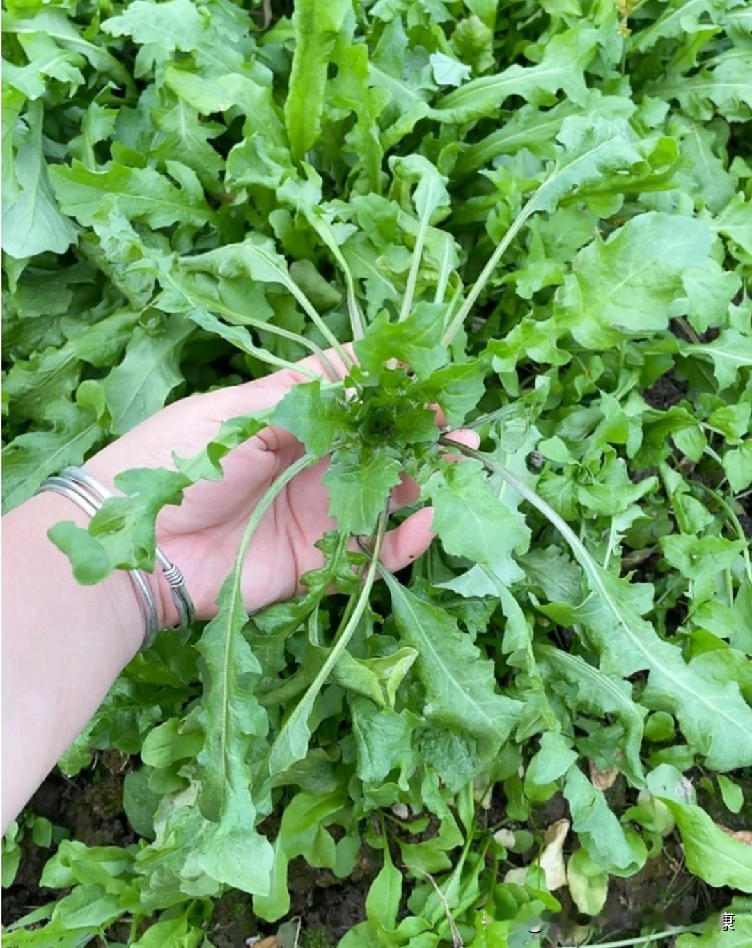 尤其是春日的荠菜，荠菜的形状讨我喜欢，而且荠菜的口感和营养成分是我春日最爱吃的菜