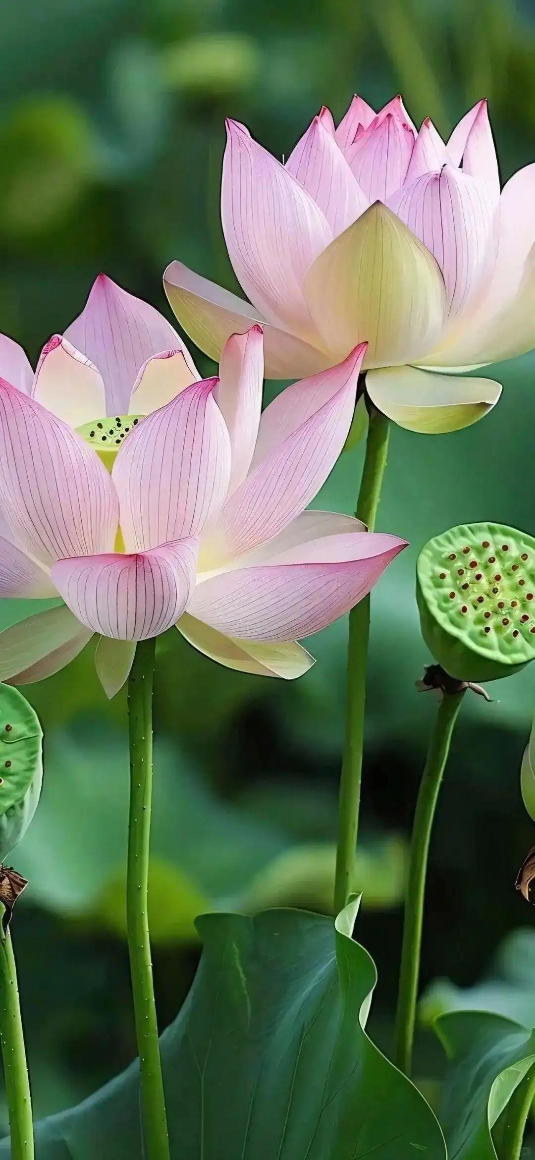 今年天气很清凉，
清风明月在身旁。
其他地方都喊热，
避暑胜地世无双。
背山面海