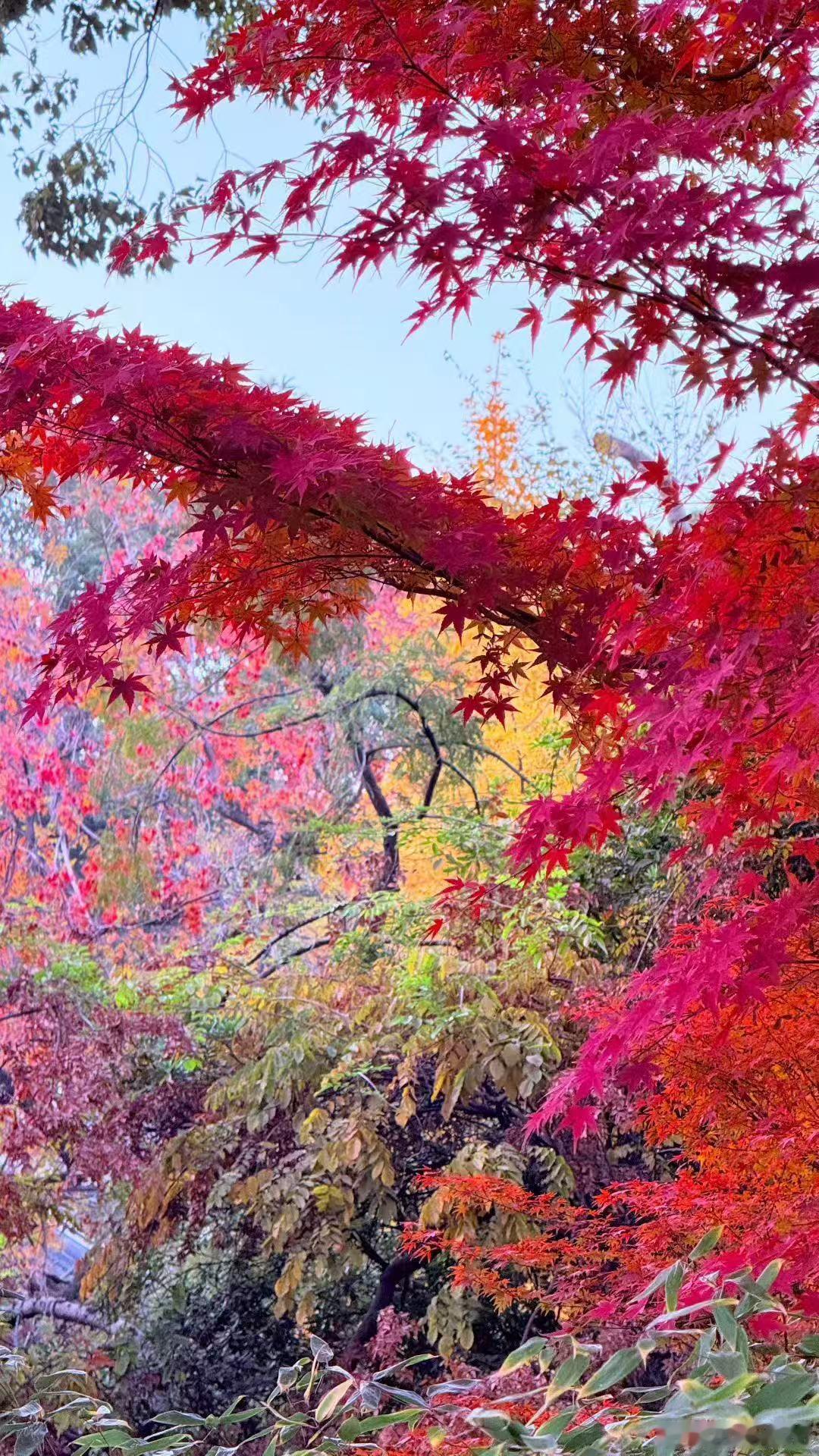 曾经的年轻靠年龄，现今的年轻靠心态，以后的年轻靠快乐，终身的年轻靠健康。愿我们永