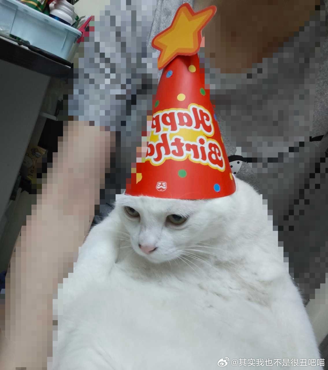 49092【丑猫】像地精。 