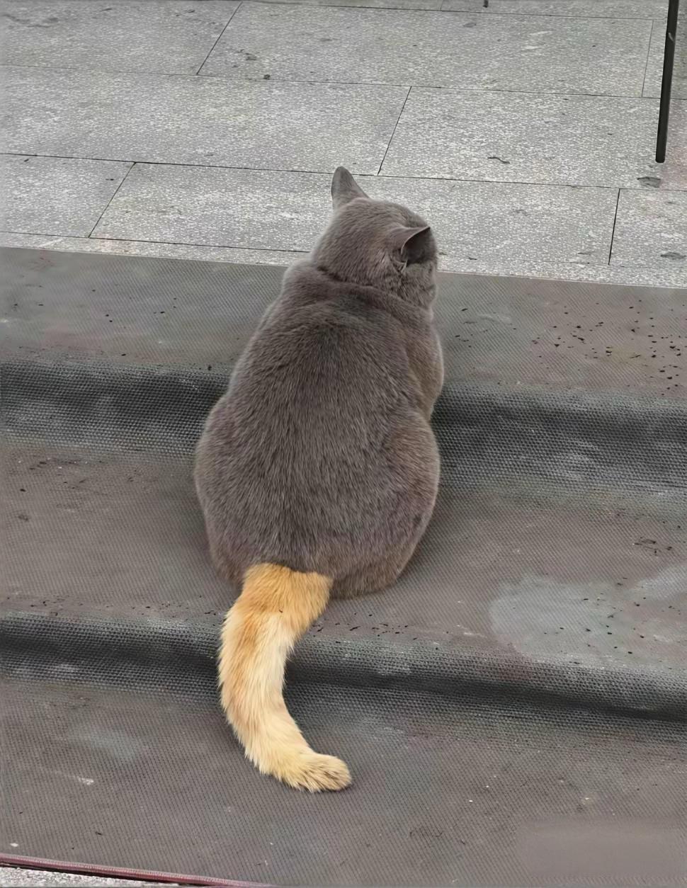 这是什么品种的猫