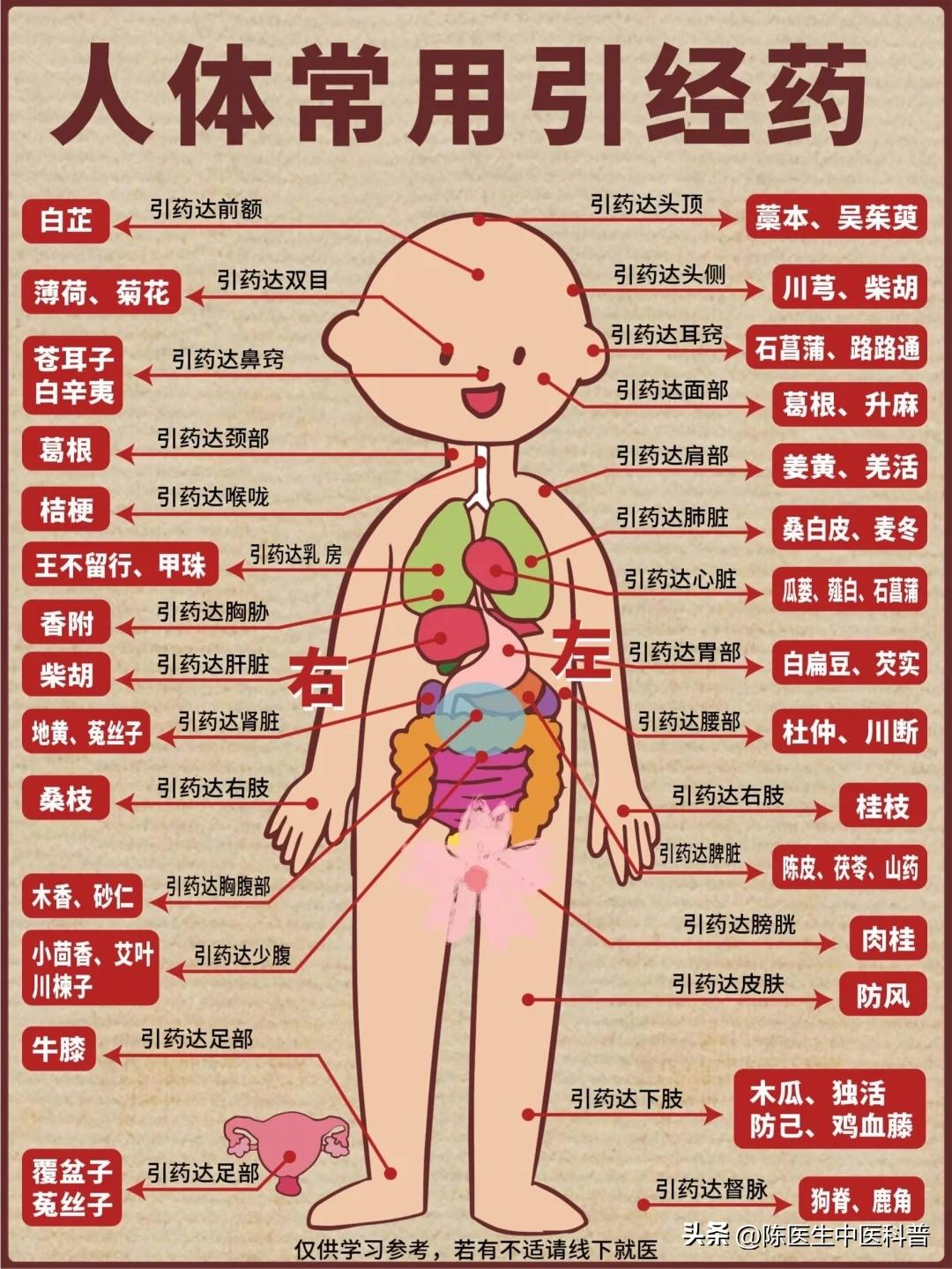 人体常用引经药，建议收藏🔥你都知道吗…