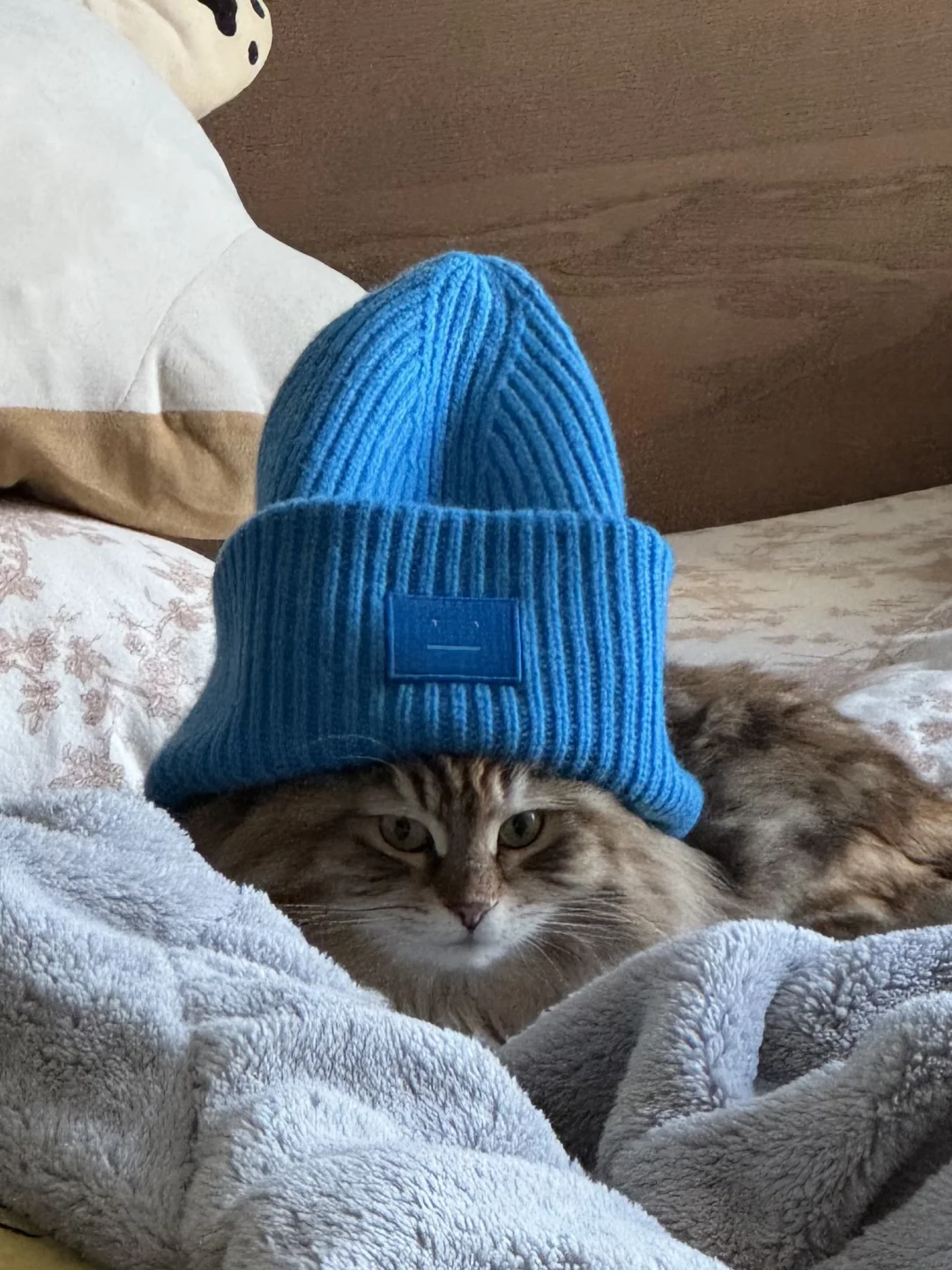 戴帽子的小猫咪