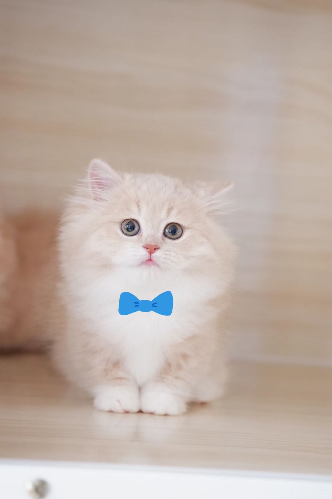 是你的专属小绅士 乳白米努特矮脚猫
