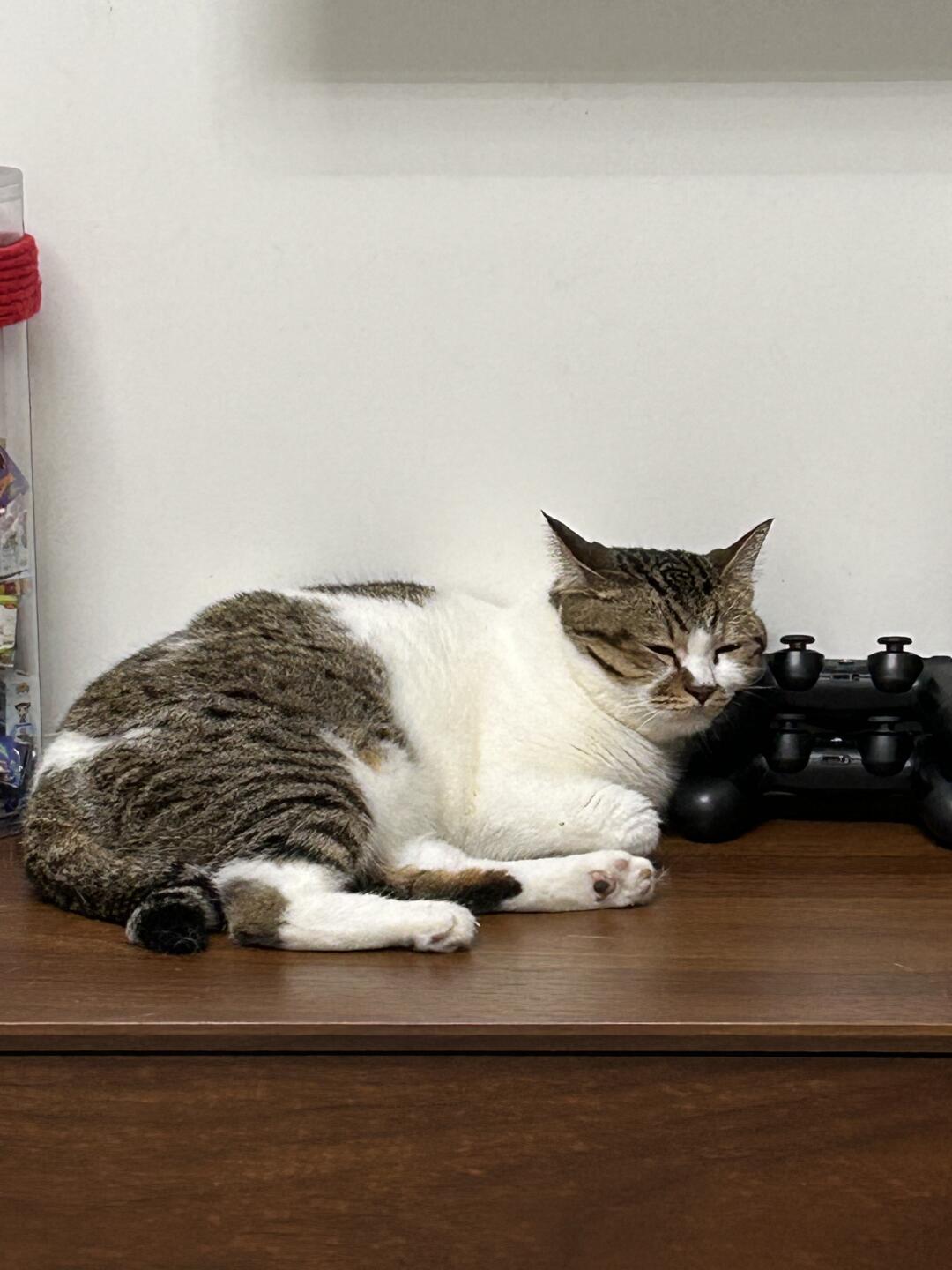 睡觉也得靠着游戏手柄🎮