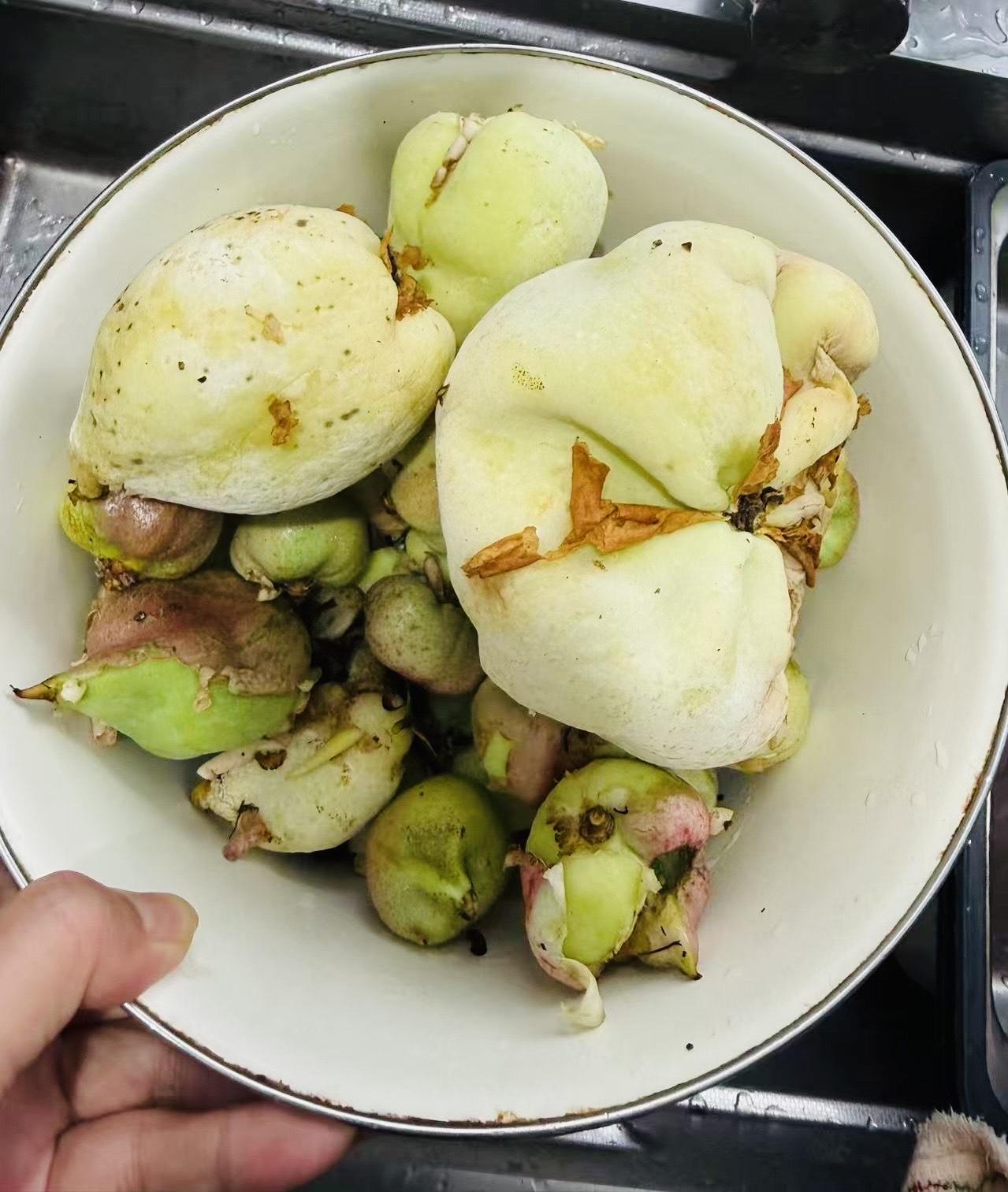 被酒窝妹的茶耳，勾回了泰顺的春天。