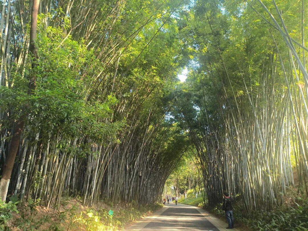 祈愿共赴春山约
当玉兰花瓣坠入朋友圈的滤镜，我在晨露未晞时为你写下第一缕祝祷。愿