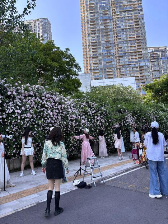 4.18实况！希尔顿蔷薇花全是小姐姐！