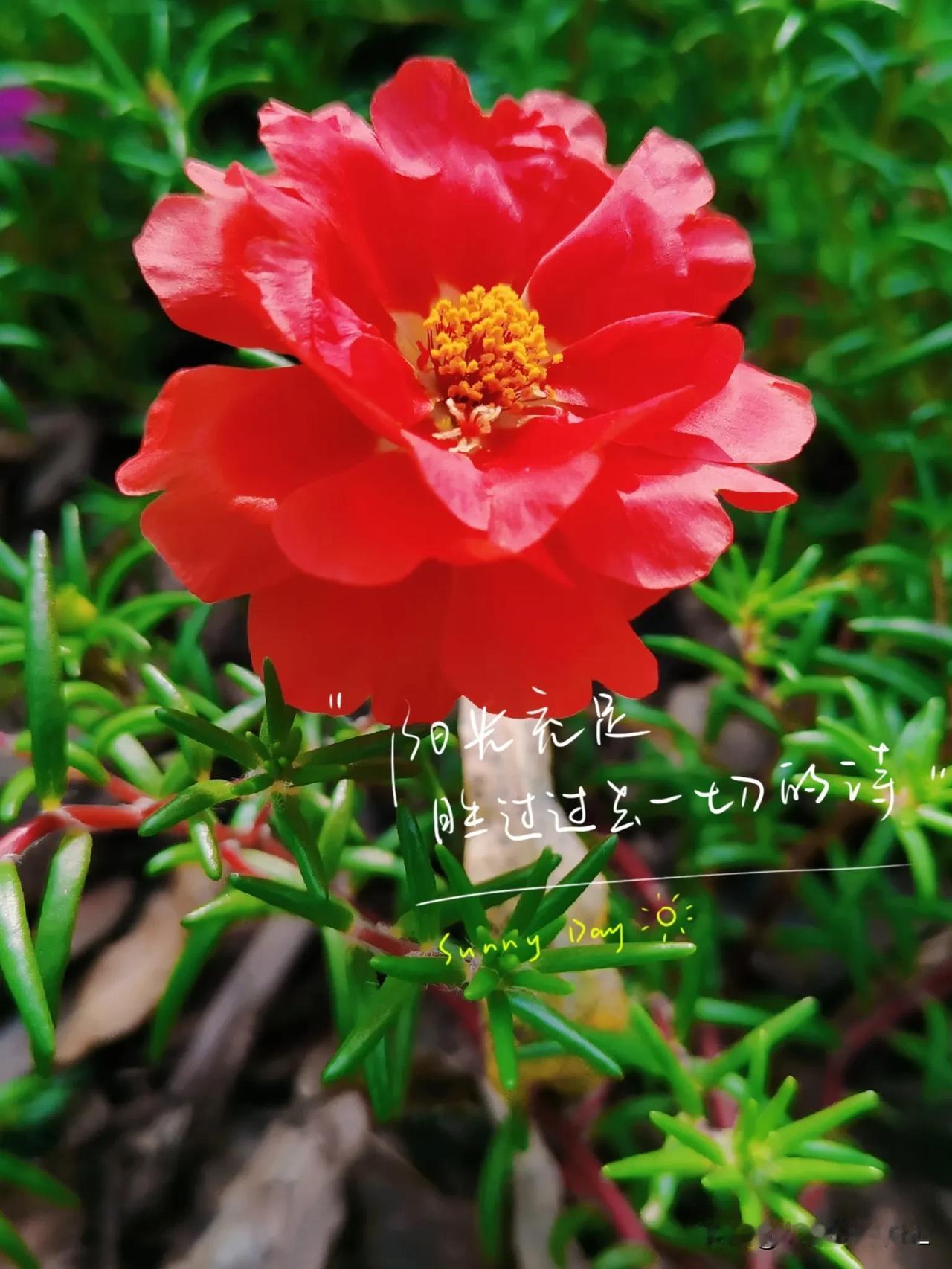 一一色彩缤纷太阳花

一一鲜艳夺目惹人爱

一一【原创摄影】

#秋日生活打卡季